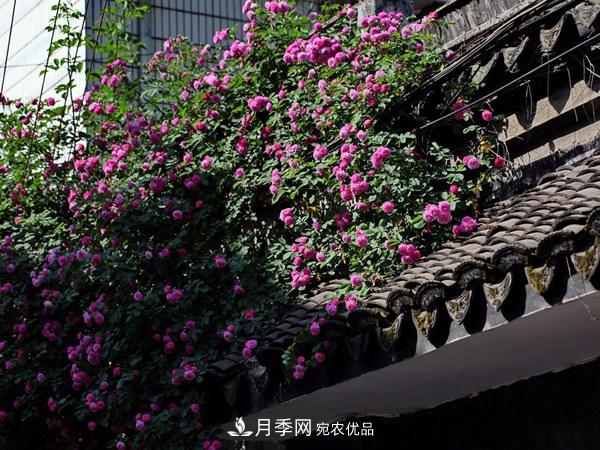 藤本月季入冬前的養(yǎng)護要點(圖3)