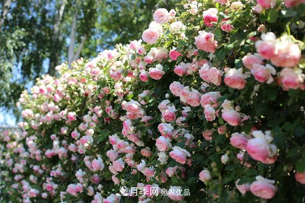 西北東北寒冷地區(qū)能種植藤本月季嗎？(圖1)