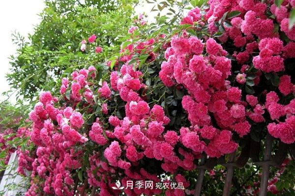 西北東北寒冷地區(qū)能種植藤本月季嗎？(圖2)