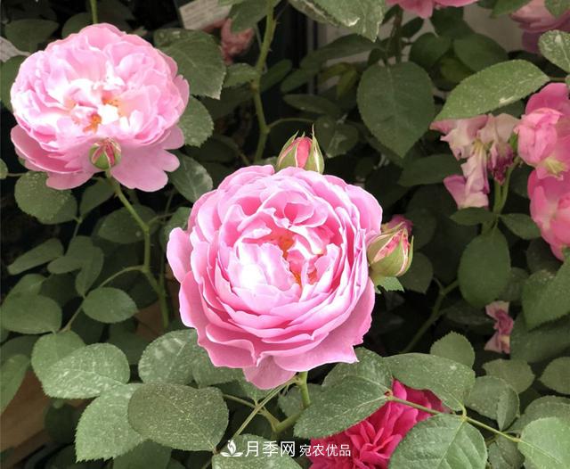 月季花冬天會凍死嗎？防寒的措施(圖1)