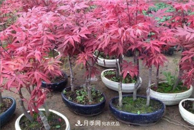 秋天到了，紅楓盆景需做好3個(gè)要點(diǎn)，葉子鮮紅似火(圖1)