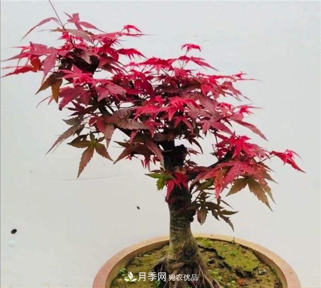 秋天到了，紅楓盆景需做好3個(gè)要點(diǎn)，葉子鮮紅似火(圖2)