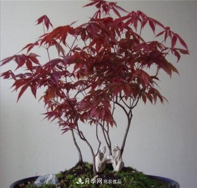 秋天到了，紅楓盆景需做好3個(gè)要點(diǎn)，葉子鮮紅似火(圖3)