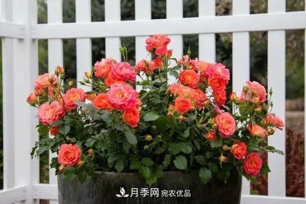 月季花夏季的修剪、施肥和防治病蟲害攻略，遠離紅蜘蛛黑斑病(圖1)