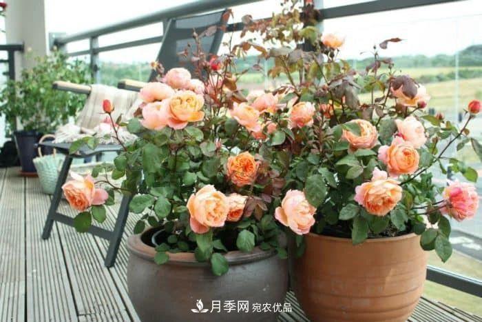 月季花夏季的修剪、施肥和防治病蟲害攻略，遠離紅蜘蛛黑斑病(圖2)
