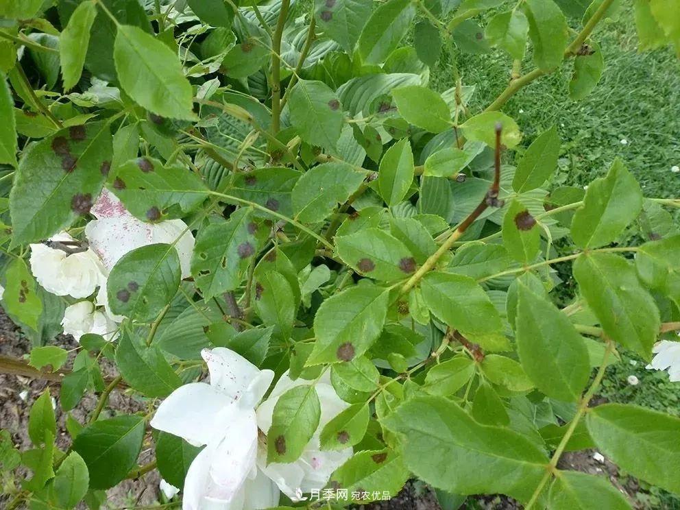 月季花夏季的修剪、施肥和防治病蟲害攻略，遠離紅蜘蛛黑斑病(圖5)