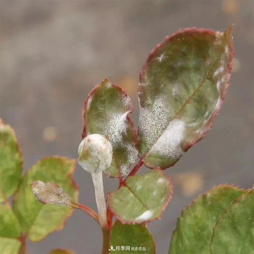 月季花夏季的修剪、施肥和防治病蟲害攻略，遠離紅蜘蛛黑斑病(圖6)