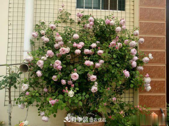冬天養(yǎng)月季，開(kāi)花很簡(jiǎn)單，滿足“2個(gè)要求”，家住東北也能開(kāi)(圖1)