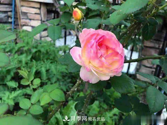 冬天養(yǎng)月季，開(kāi)花很簡(jiǎn)單，滿足“2個(gè)要求”，家住東北也能開(kāi)(圖2)