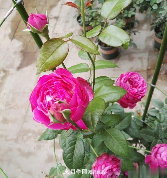 冬天養(yǎng)月季，開(kāi)花很簡(jiǎn)單，滿足“2個(gè)要求”，家住東北也能開(kāi)(圖3)