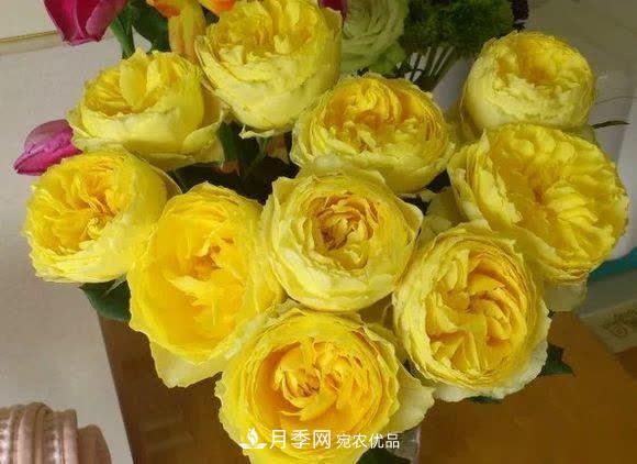 冬天養(yǎng)月季，開(kāi)花很簡(jiǎn)單，滿足“2個(gè)要求”，家住東北也能開(kāi)(圖8)