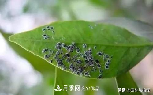 九月份15種園林苗木高發(fā)病蟲害的發(fā)生與防治(圖3)