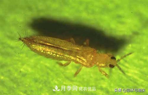 九月份15種園林苗木高發(fā)病蟲害的發(fā)生與防治(圖4)