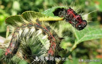 九月份15種園林苗木高發(fā)病蟲害的發(fā)生與防治(圖1)