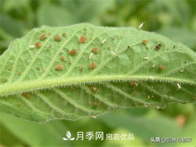 九月份15種園林苗木高發(fā)病蟲害的發(fā)生與防治(圖2)