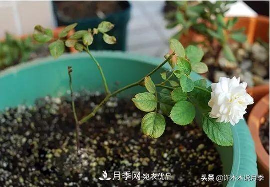 月季打頂是什么意思？教你正確打頂，苗更壯長(zhǎng)更快花更多(圖3)