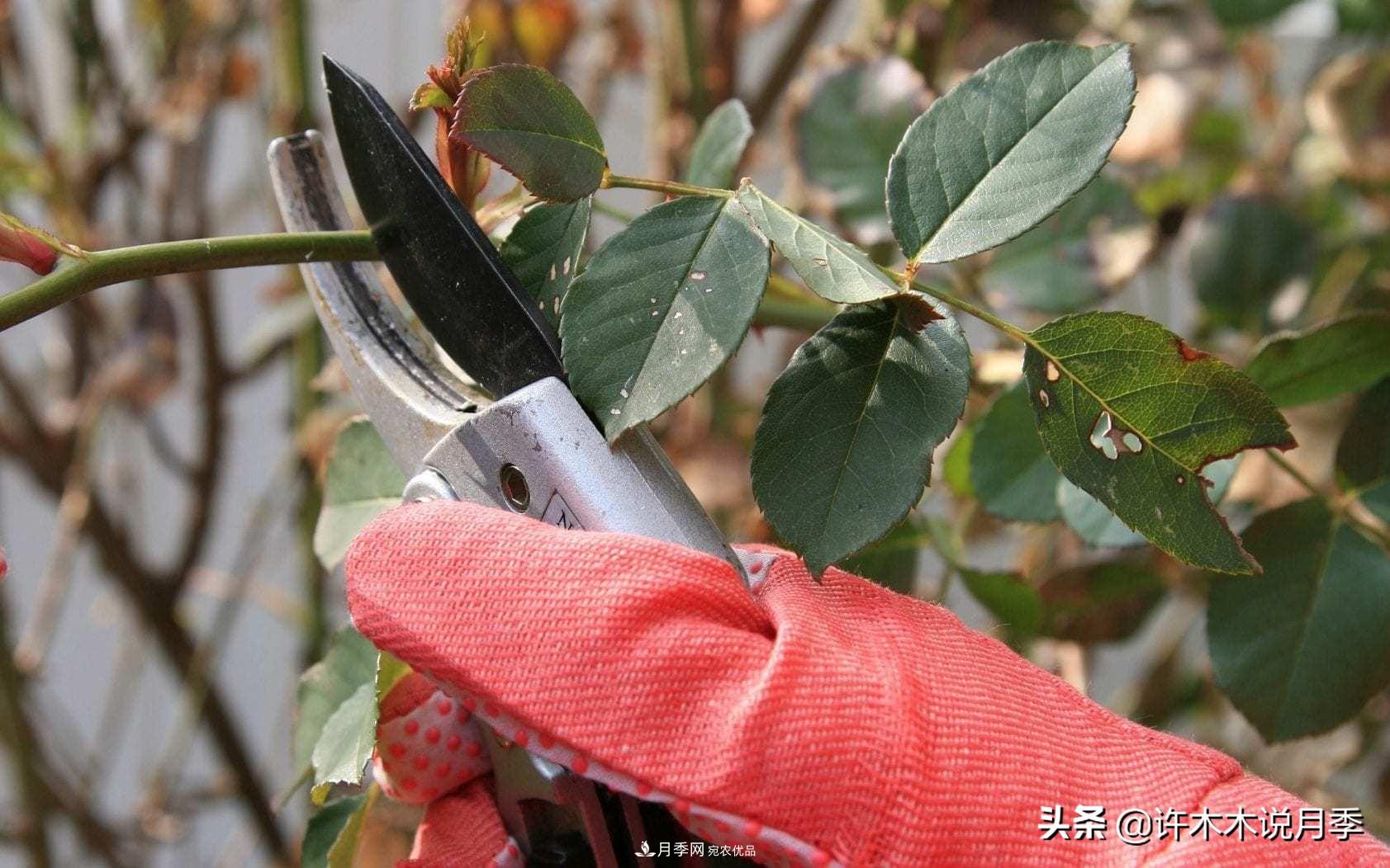 月季打頂是什么意思？教你正確打頂，苗更壯長(zhǎng)更快花更多(圖2)