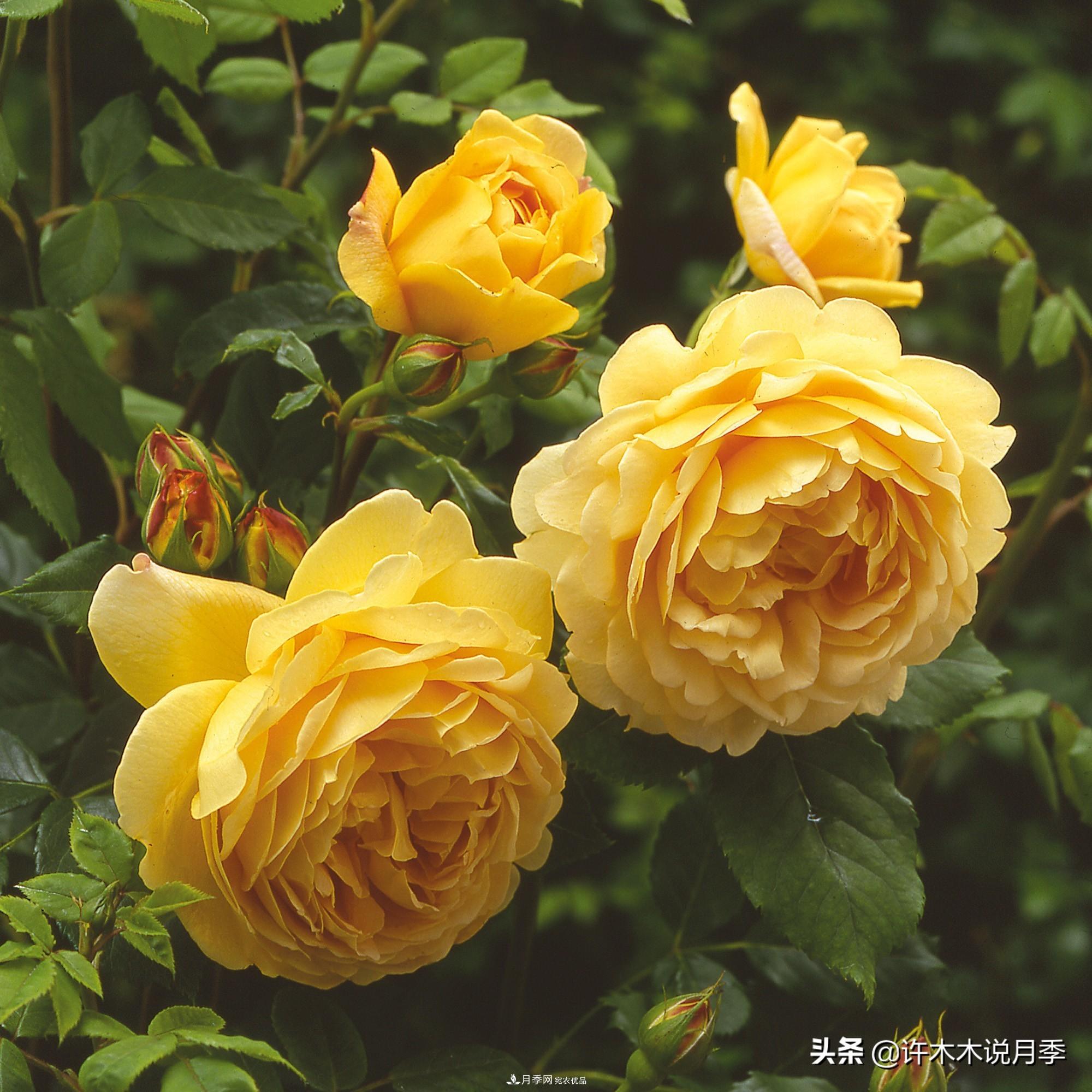 月季打頂是什么意思？教你正確打頂，苗更壯長(zhǎng)更快花更多(圖1)