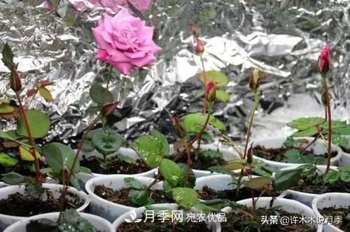 月季打頂是什么意思？教你正確打頂，苗更壯長(zhǎng)更快花更多(圖4)