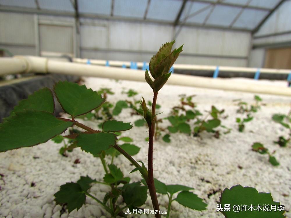 月季打頂是什么意思？教你正確打頂，苗更壯長(zhǎng)更快花更多(圖5)