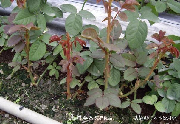 月季打頂是什么意思？教你正確打頂，苗更壯長(zhǎng)更快花更多(圖8)