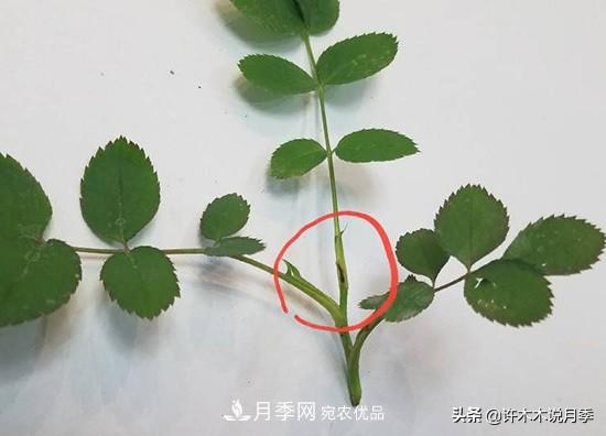 月季打頂是什么意思？教你正確打頂，苗更壯長(zhǎng)更快花更多(圖7)