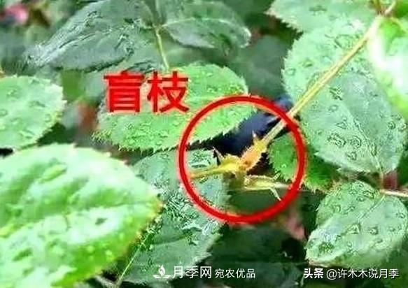 月季打頂是什么意思？教你正確打頂，苗更壯長(zhǎng)更快花更多(圖6)