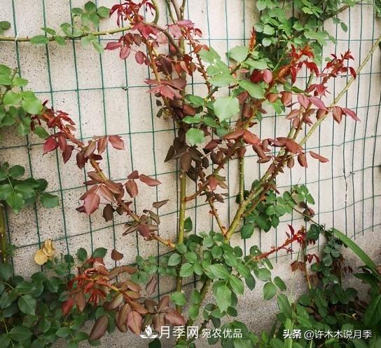 月季打頂是什么意思？教你正確打頂，苗更壯長(zhǎng)更快花更多(圖9)