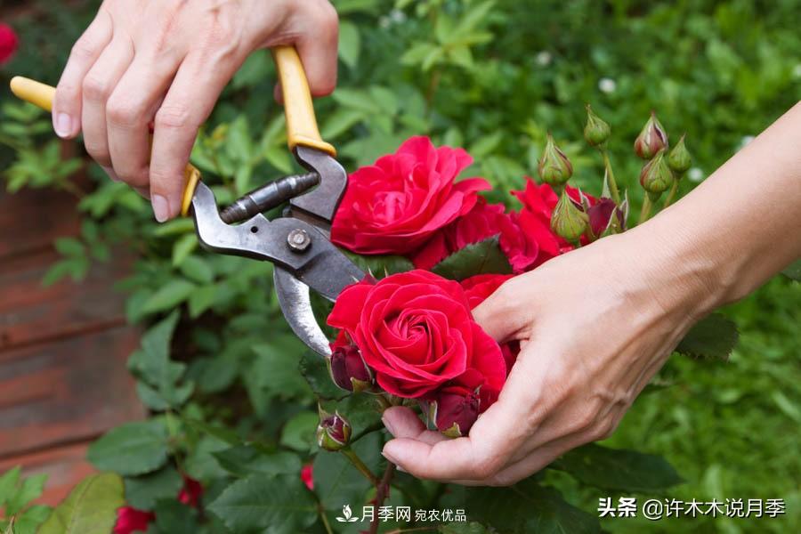 月季打頂是什么意思？教你正確打頂，苗更壯長(zhǎng)更快花更多(圖10)