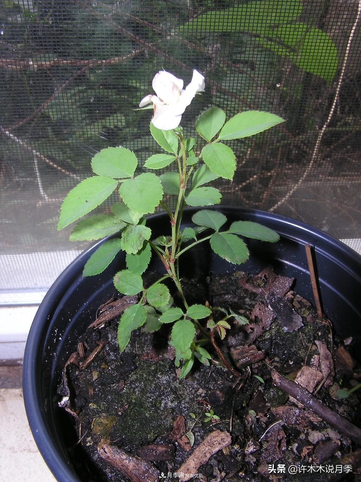 月季打頂是什么意思？教你正確打頂，苗更壯長(zhǎng)更快花更多(圖13)