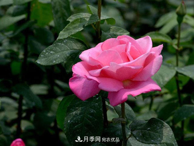 養(yǎng)月季，做好“4點(diǎn)”，月季花呼呼開(kāi)，又多又大(圖1)