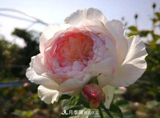 月季入秋修剪正當(dāng)時(shí)，2種株型3種剪法，月季秋剪不犯難！(圖1)