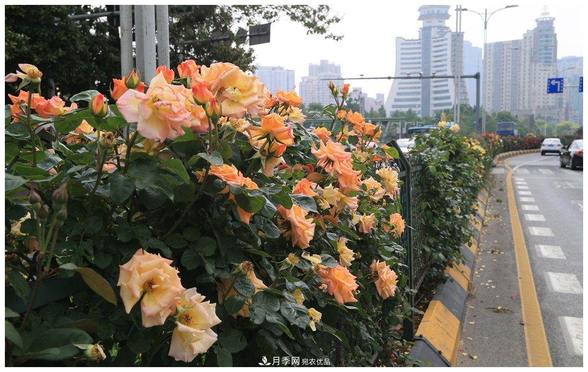 誰(shuí)說(shuō)月光族就不配養(yǎng)花？這20種月季花月薪3000也能養(yǎng)(圖1)