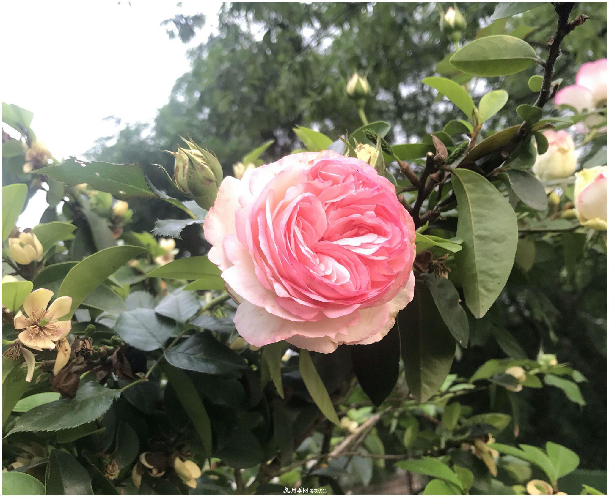 誰(shuí)說(shuō)月光族就不配養(yǎng)花？這20種月季花月薪3000也能養(yǎng)(圖2)
