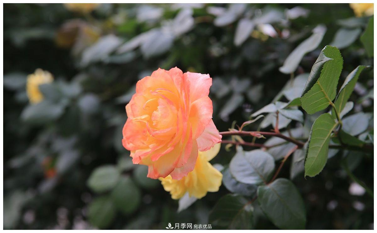 誰(shuí)說(shuō)月光族就不配養(yǎng)花？這20種月季花月薪3000也能養(yǎng)(圖4)