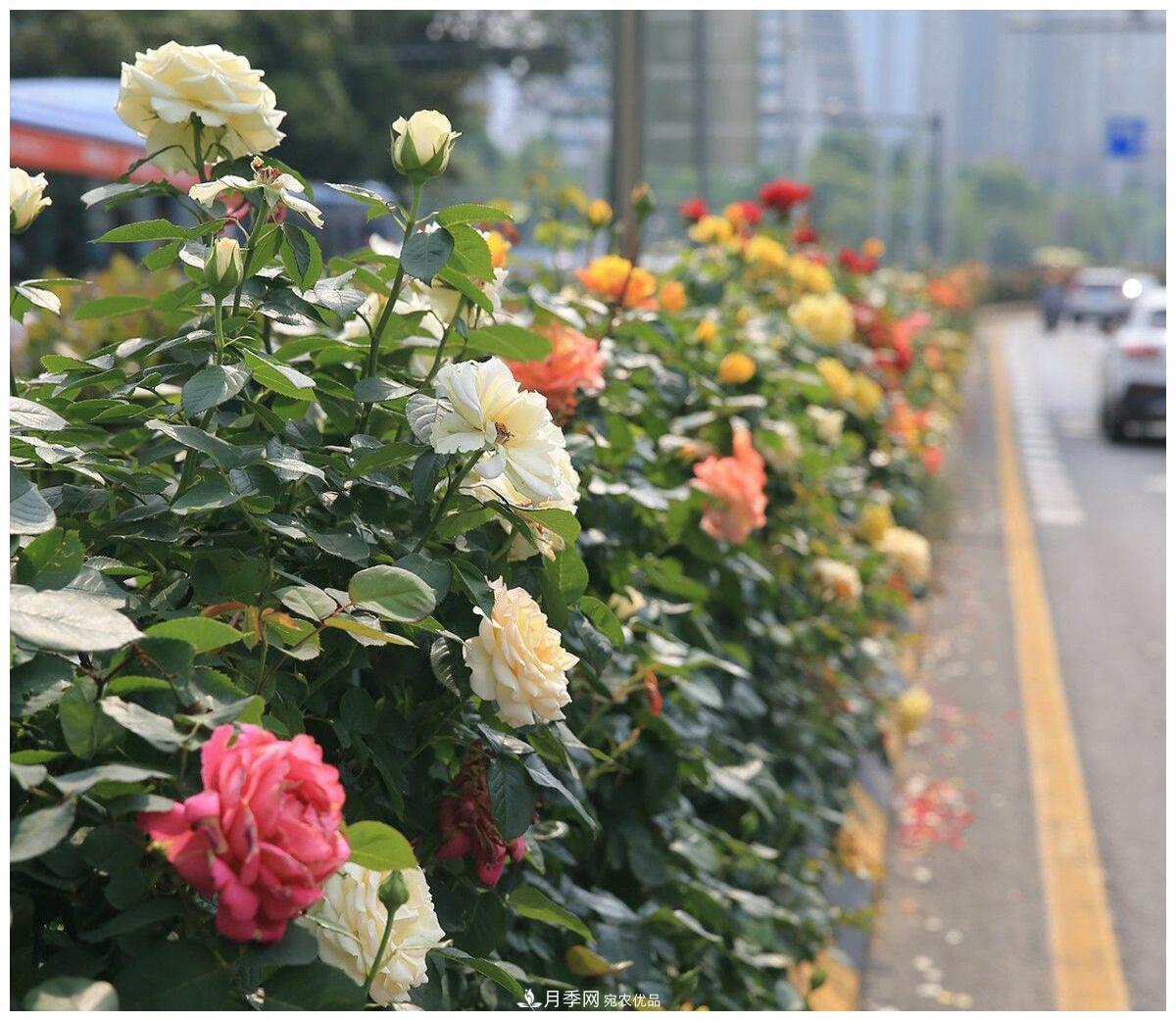 誰(shuí)說(shuō)月光族就不配養(yǎng)花？這20種月季花月薪3000也能養(yǎng)(圖3)