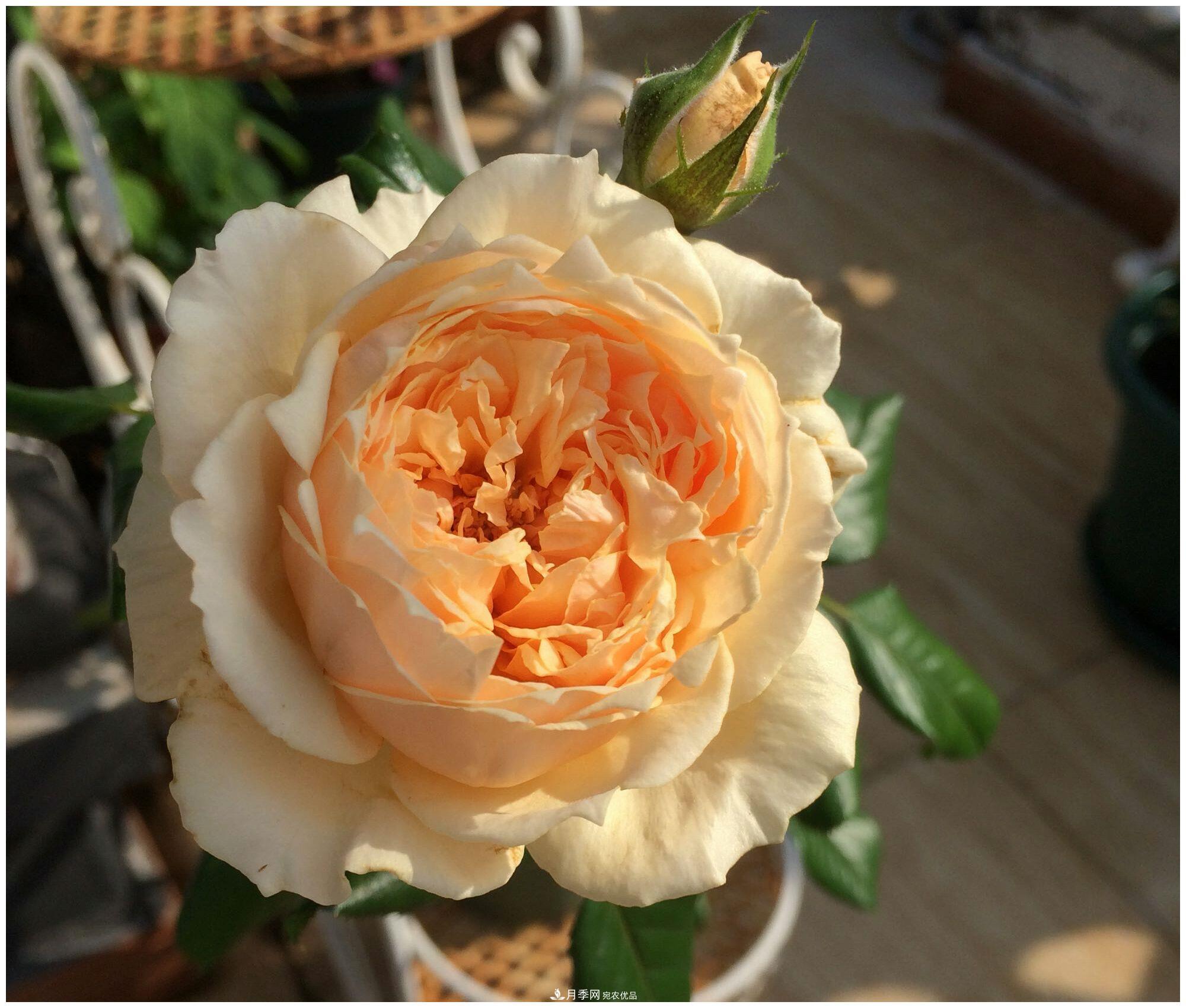 誰(shuí)說(shuō)月光族就不配養(yǎng)花？這20種月季花月薪3000也能養(yǎng)(圖6)