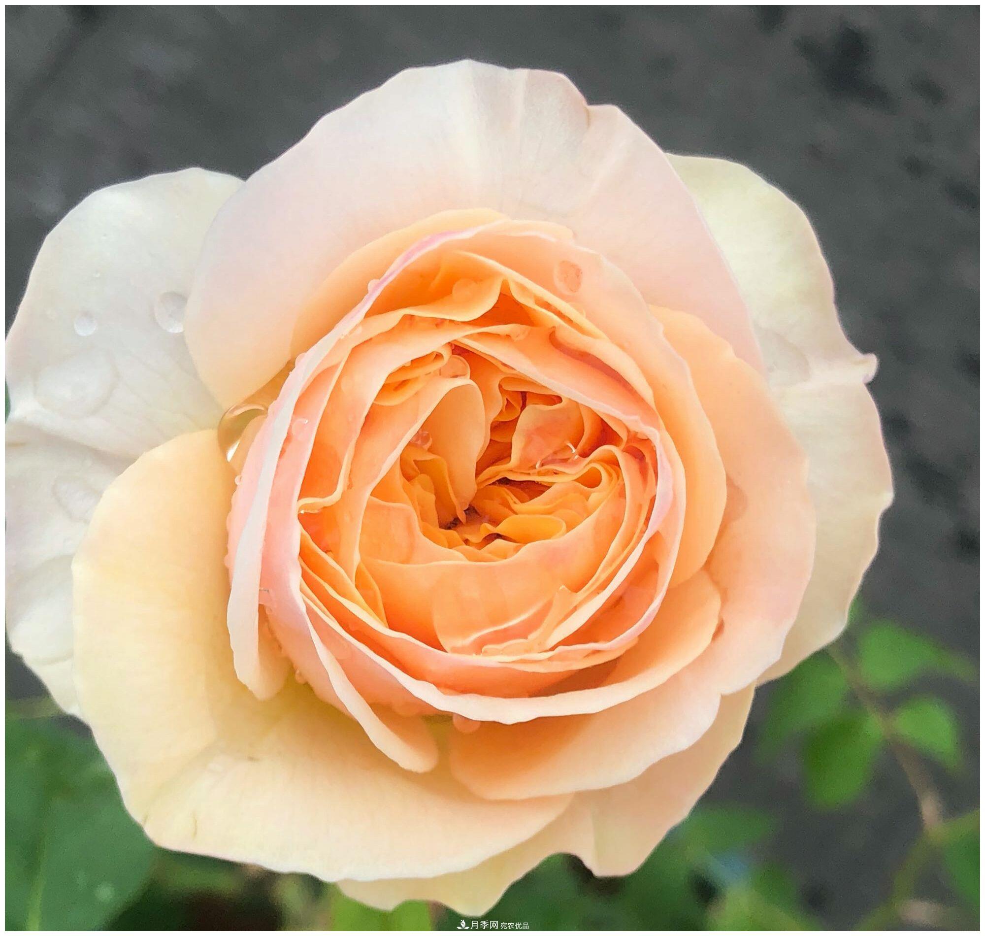 誰(shuí)說(shuō)月光族就不配養(yǎng)花？這20種月季花月薪3000也能養(yǎng)(圖5)