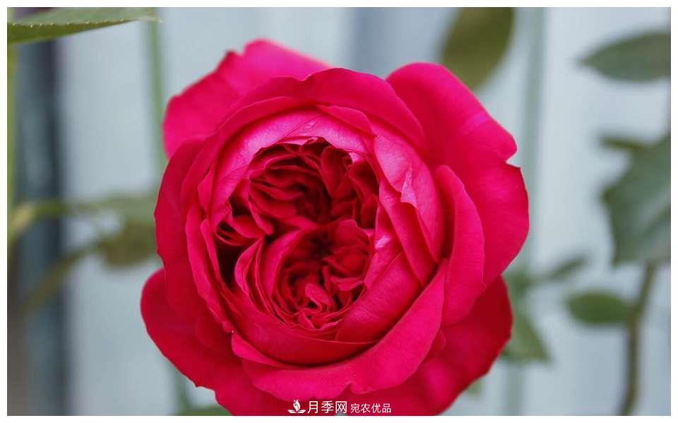 誰(shuí)說(shuō)月光族就不配養(yǎng)花？這20種月季花月薪3000也能養(yǎng)(圖8)