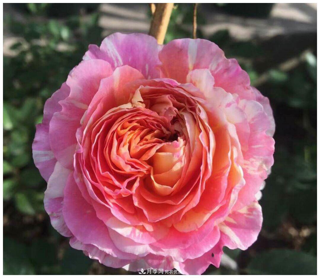 誰(shuí)說(shuō)月光族就不配養(yǎng)花？這20種月季花月薪3000也能養(yǎng)(圖7)