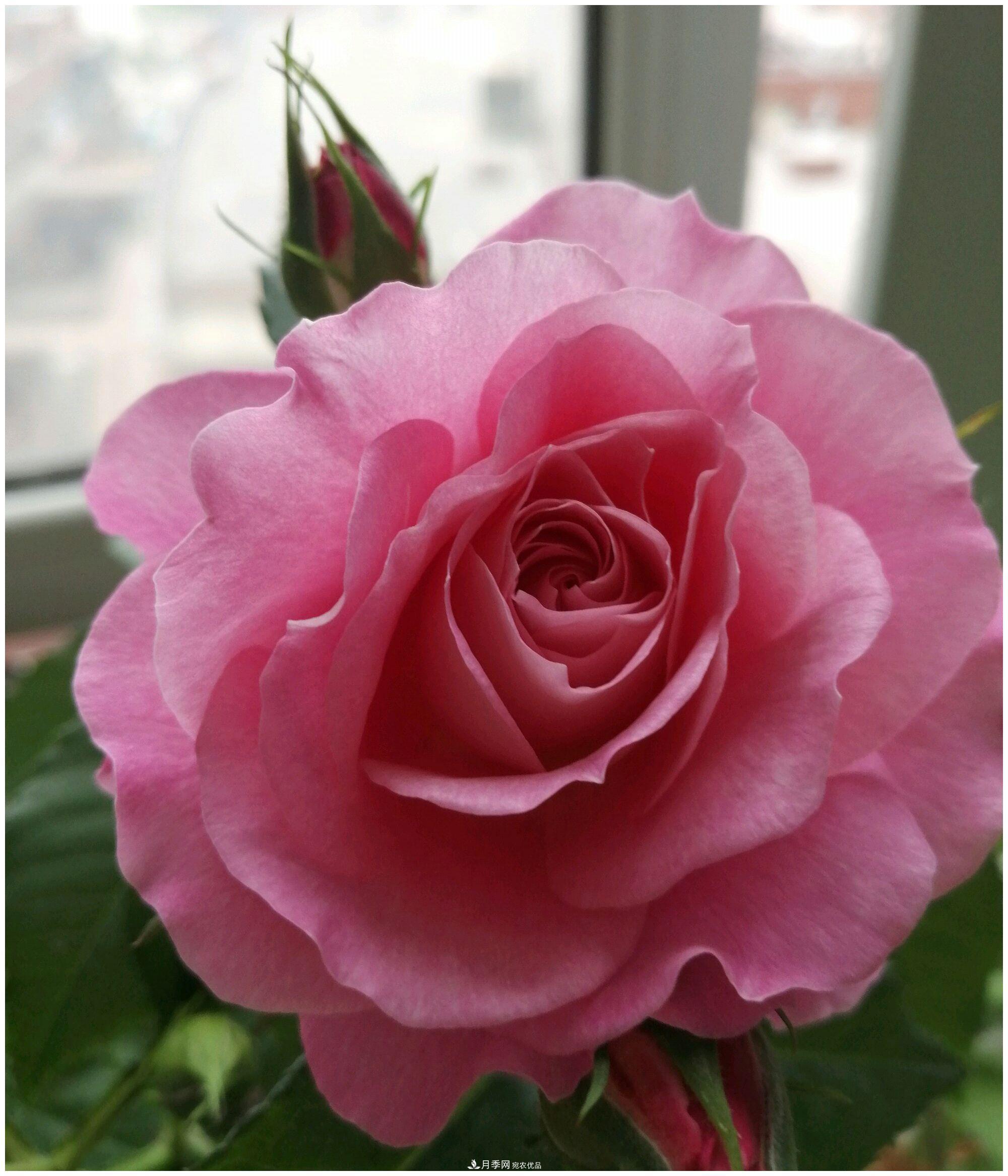 誰(shuí)說(shuō)月光族就不配養(yǎng)花？這20種月季花月薪3000也能養(yǎng)(圖9)