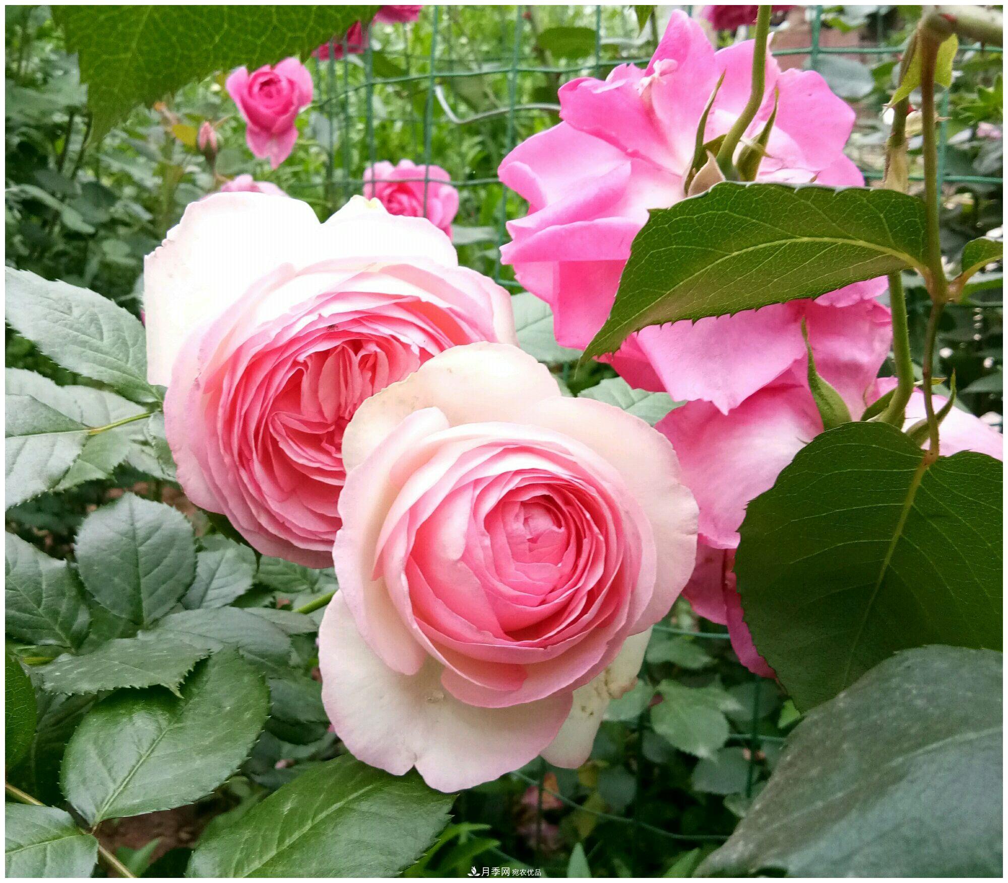 誰(shuí)說(shuō)月光族就不配養(yǎng)花？這20種月季花月薪3000也能養(yǎng)(圖10)