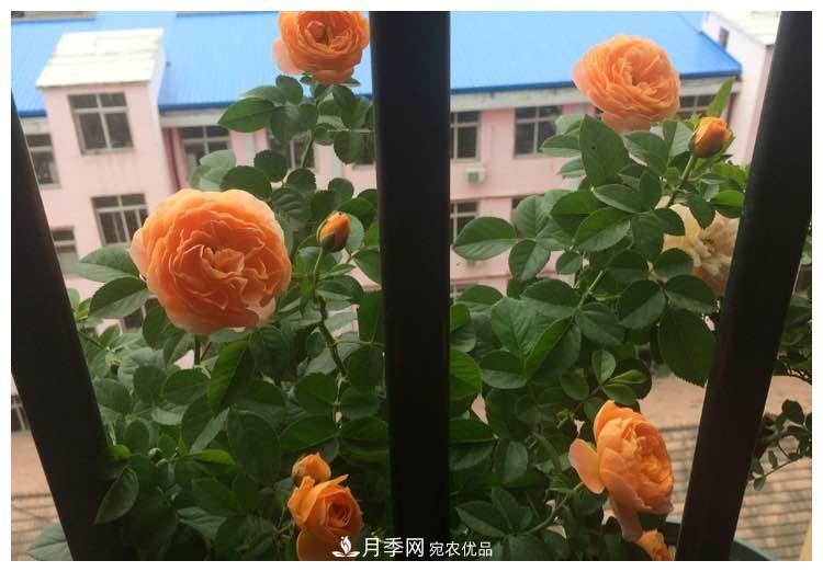 誰(shuí)說(shuō)月光族就不配養(yǎng)花？這20種月季花月薪3000也能養(yǎng)(圖12)