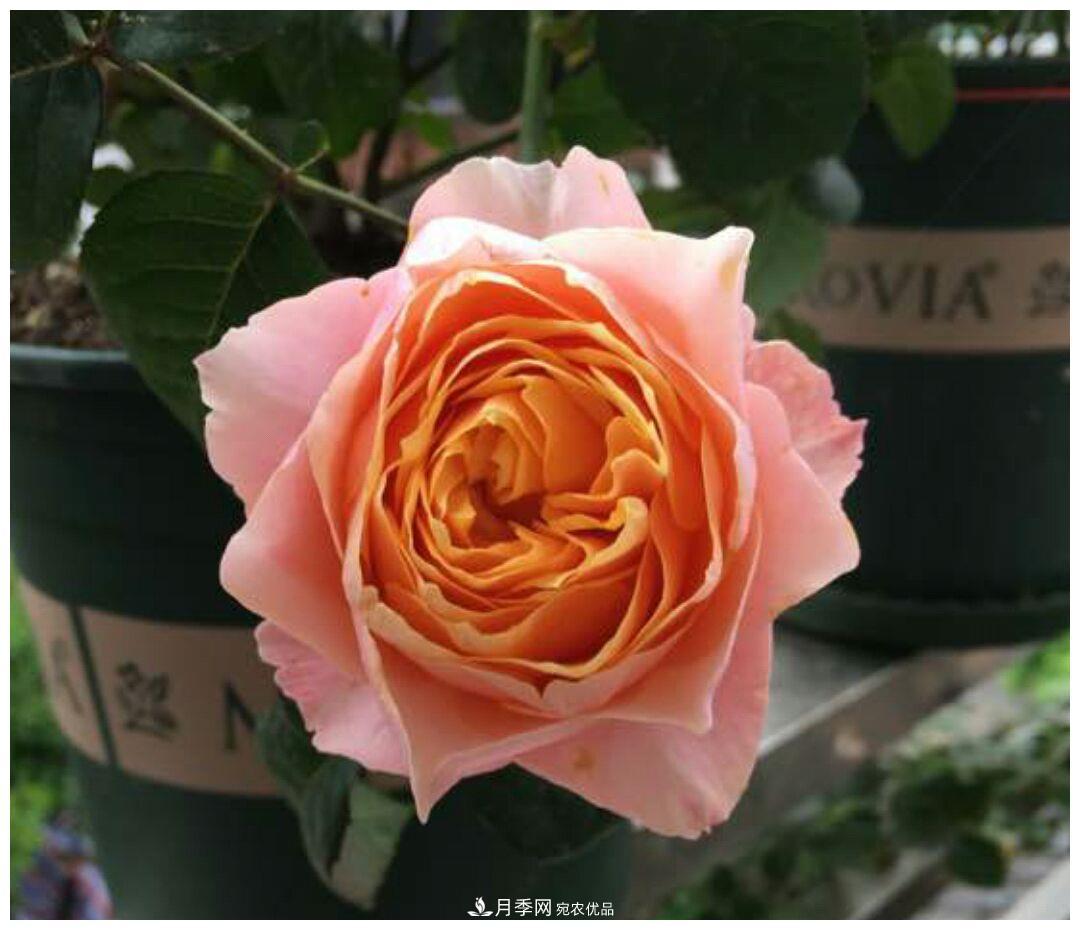 誰(shuí)說(shuō)月光族就不配養(yǎng)花？這20種月季花月薪3000也能養(yǎng)(圖13)