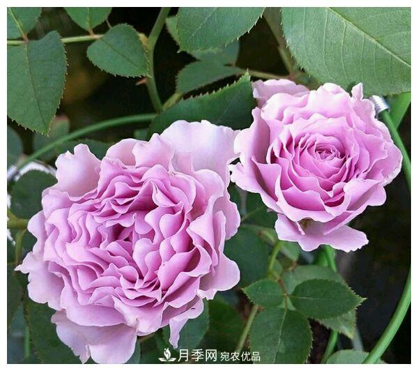 誰(shuí)說(shuō)月光族就不配養(yǎng)花？這20種月季花月薪3000也能養(yǎng)(圖11)