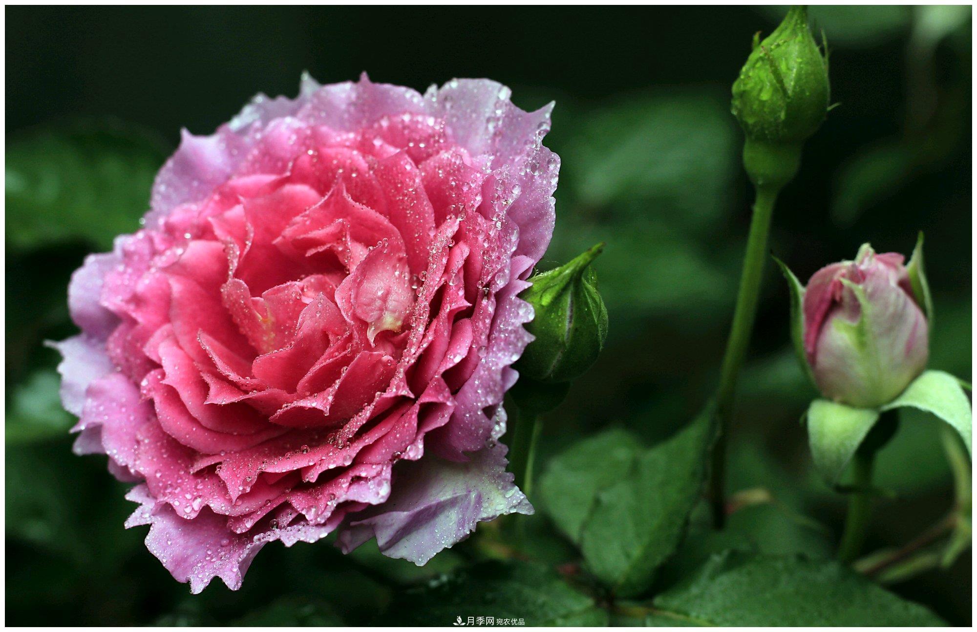 誰(shuí)說(shuō)月光族就不配養(yǎng)花？這20種月季花月薪3000也能養(yǎng)(圖18)