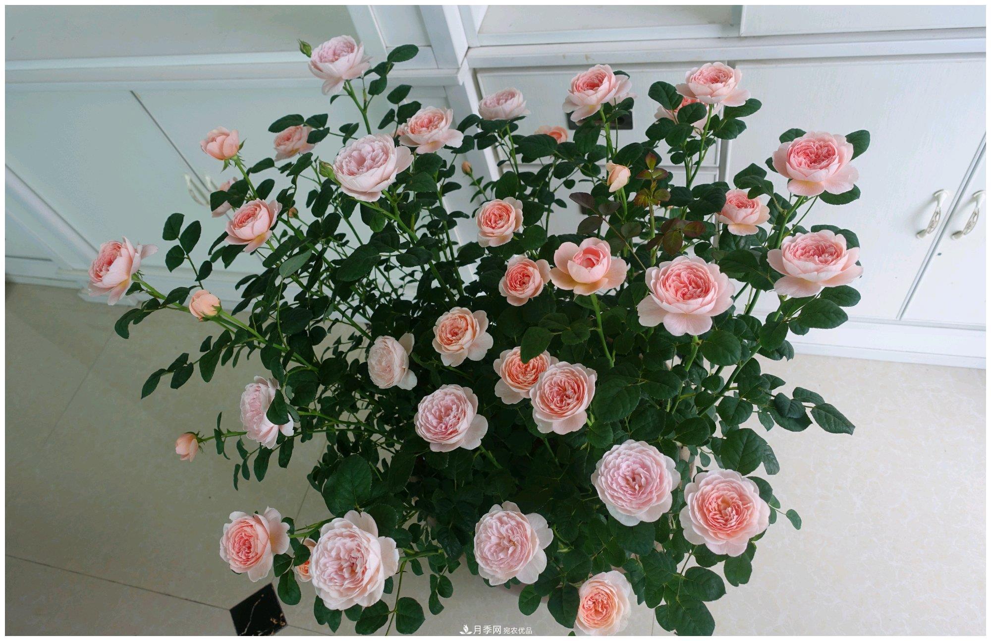 誰(shuí)說(shuō)月光族就不配養(yǎng)花？這20種月季花月薪3000也能養(yǎng)(圖15)