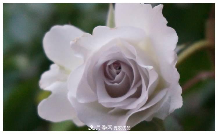 誰(shuí)說(shuō)月光族就不配養(yǎng)花？這20種月季花月薪3000也能養(yǎng)(圖16)