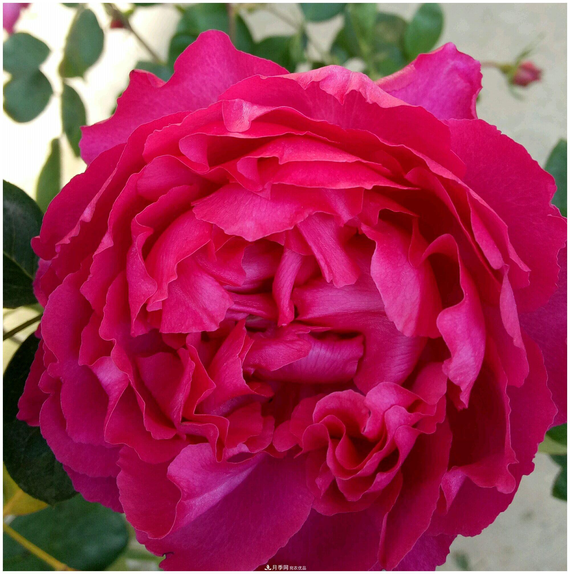 誰(shuí)說(shuō)月光族就不配養(yǎng)花？這20種月季花月薪3000也能養(yǎng)(圖19)