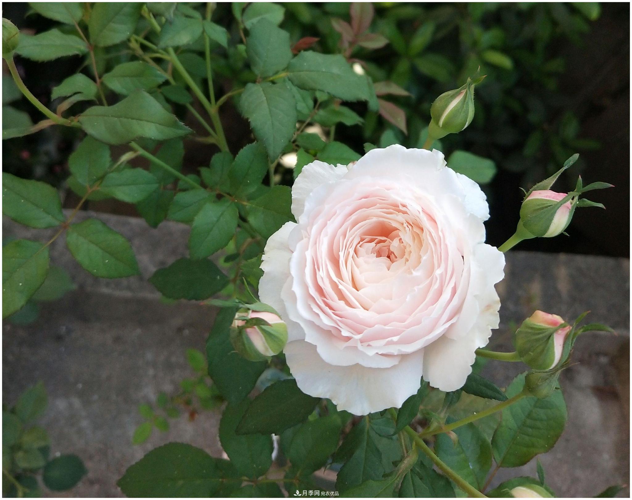 誰(shuí)說(shuō)月光族就不配養(yǎng)花？這20種月季花月薪3000也能養(yǎng)(圖20)